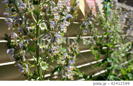 クラリセージ クラリセージ 42412599