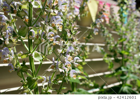 クラリセージ クラリセージ 42412601