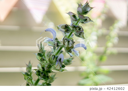 クラリセージ クラリセージ 42412602