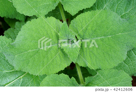 クラリセージ 葉 クラリセージ 葉 42412606