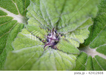 クラリセージ 葉 クラリセージ 葉 42412608