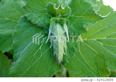 クラリセージ クラリセージ 42412609