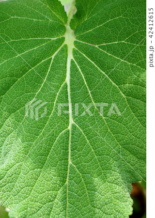 クラリセージの葉 42412615