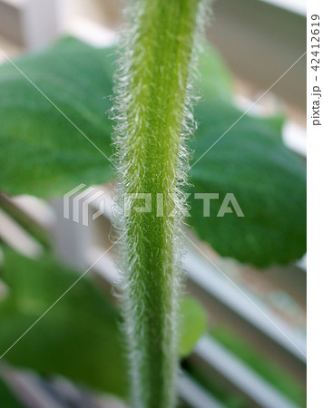 クラリセージ 茎 繊毛 クラリセージ 茎 繊毛 42412619