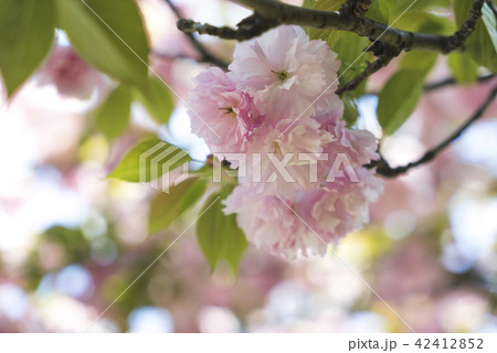 桜 さくら サクラ 42412852