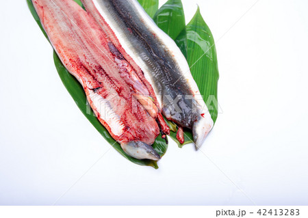 うなぎの開き うなぎの開き 42413283