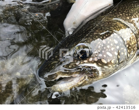 レイクトラウト 42413516