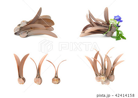 dry dipterocarpus alatus flower 42414158