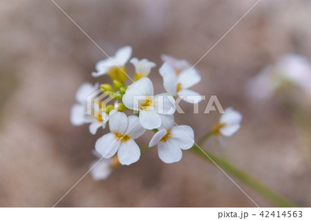 スイートアリッサム 42414563