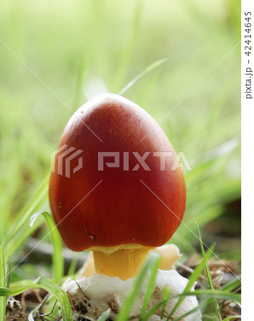 風景植物キノコ写真　タマゴダケの登場！卵が割れてキノコが出てきた 42414645