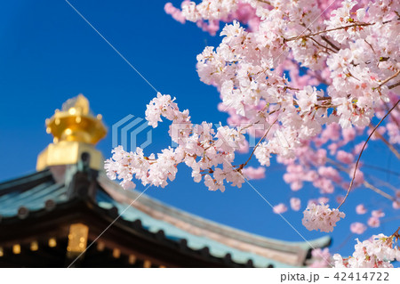 蕨市 三学院 桜と舎利殿 42414722