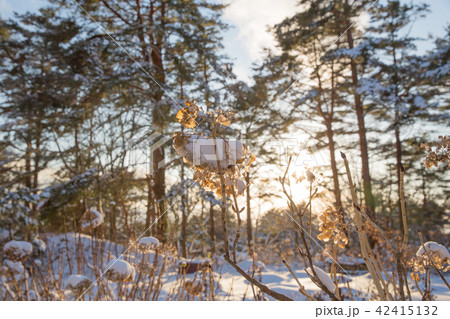 雪景色 42415132