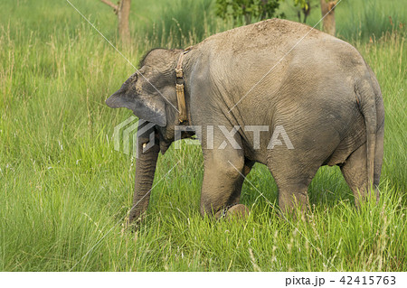 Asian elephant eating grass or feeding in the wild Asian elephant eating grass or feeding in the wild 42415763