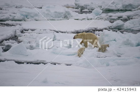 Polar bear walking in an arctic. 42415943