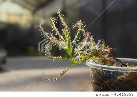 sundew carnivorous plant drosera indica 42415955
