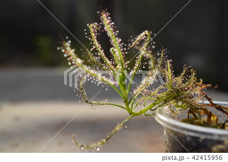 sundew carnivorous plant drosera indica 42415956
