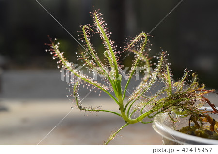 sundew carnivorous plant drosera indica sundew carnivorous plant drosera indica 42415957