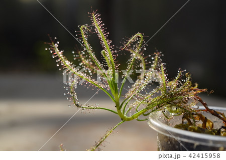 sundew carnivorous plant drosera indica sundew carnivorous plant drosera indica 42415958