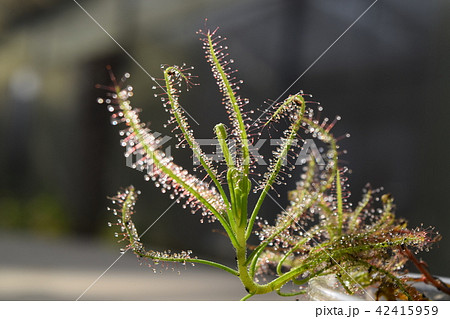 sundew carnivorous plant drosera indica sundew carnivorous plant drosera indica 42415959