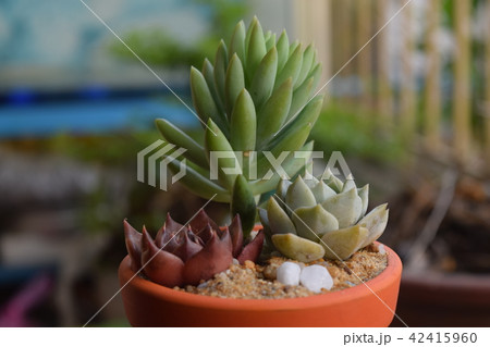 mixture of colorful small succulent plants pot mixture of colorful small succulent plants pot 42415960