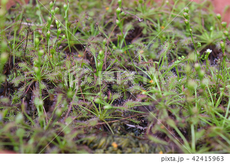 sundew carnivorous plant drosera intermedia 42415963