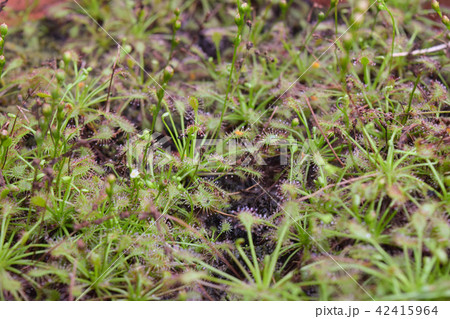 sundew carnivorous plant drosera intermedia sundew carnivorous plant drosera intermedia 42415964