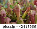 pitcher carnivorous plant sarracenia on nursery 42415966