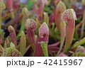pitcher carnivorous plant sarracenia on nursery 42415967