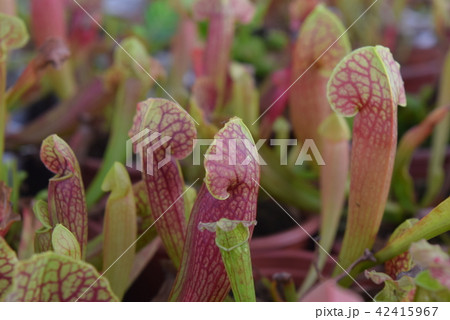 pitcher carnivorous plant sarracenia on nursery 42415967