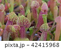 pitcher carnivorous plant sarracenia on nursery 42415968