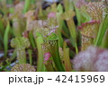pitcher carnivorous plant sarracenia on nursery 42415969