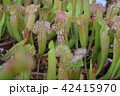 pitcher carnivorous plant sarracenia on nursery 42415970