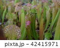 pitcher carnivorous plant sarracenia on nursery 42415971