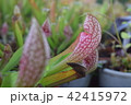 pitcher carnivorous plant sarracenia on nursery 42415972
