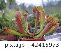 pitcher carnivorous plant sarracenia on nursery 42415973
