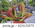 pitcher carnivorous plant sarracenia on nursery 42415975