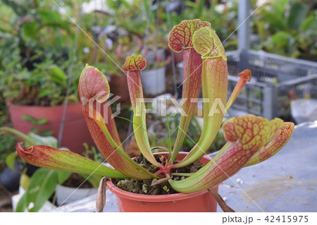 pitcher carnivorous plant sarracenia on nursery 42415975