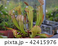 pitcher carnivorous plant sarracenia on nursery 42415976