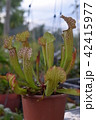 pitcher carnivorous plant sarracenia on nursery 42415977