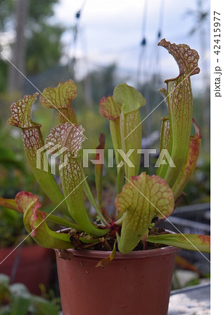 pitcher carnivorous plant sarracenia on nursery 42415977