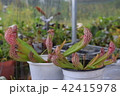 pitcher carnivorous plant sarracenia on nursery 42415978