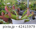 pitcher carnivorous plant sarracenia on nursery 42415979