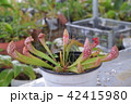 pitcher carnivorous plant sarracenia on nursery 42415980