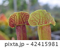 close up pitcher carnivorous plant sarracenia 42415981