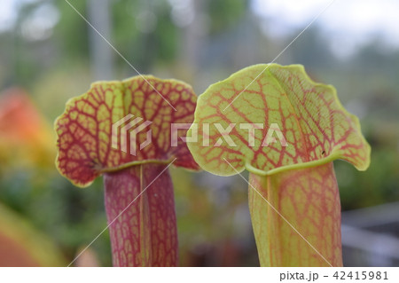 close up pitcher carnivorous plant sarracenia 42415981