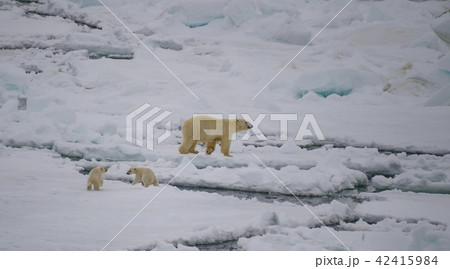 Polar bear walking in an arctic. 42415984