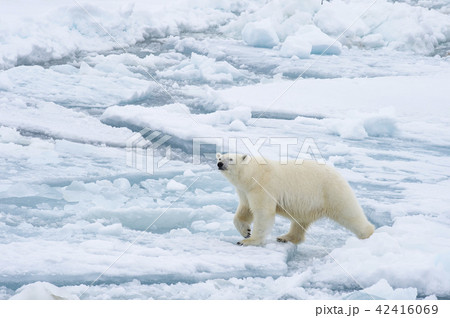 Polar bear walking in an arctic. 42416069