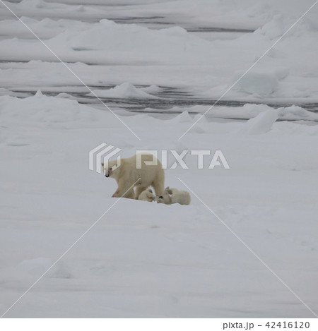 Polar bear walking in an arctic. 42416120