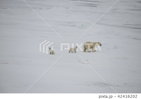 Polar bear walking in an arctic. 42416202