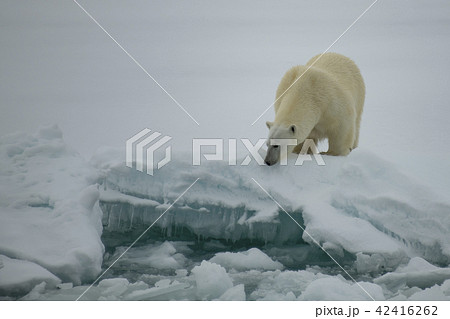 Polar bear walking in an arctic. 42416262